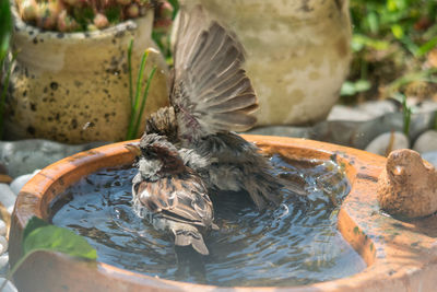 Close-up of a bird