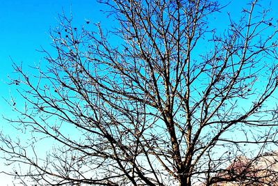 Low angle view of tree against clear sky