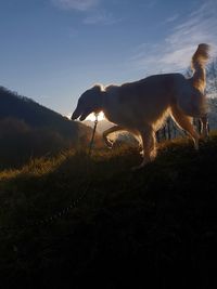 Dog standing on field against sky