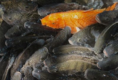 High angle view of fish in sea