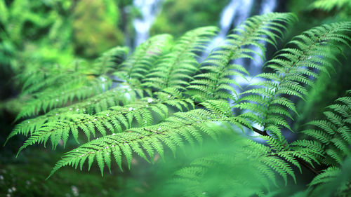 Fern forest tropical jungle close-up green lush waterfall green background
