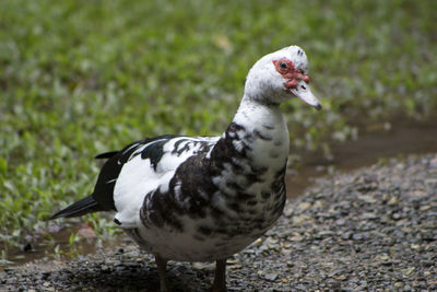 Close-up of a bird