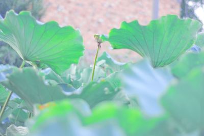 Close-up of green leaves