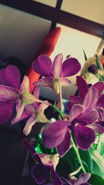 Close-up of pink flowers