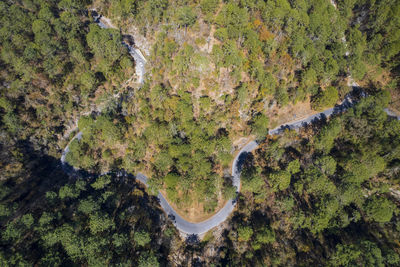 High angle view of trees