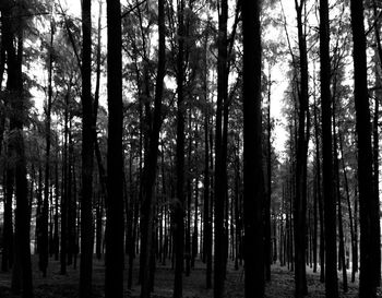 Trees in forest against sky