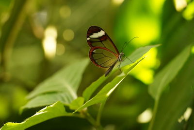 Close-up of butterfly on leaf