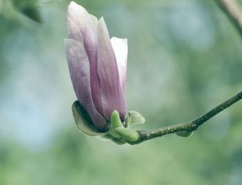 Close-up of purple flower bud