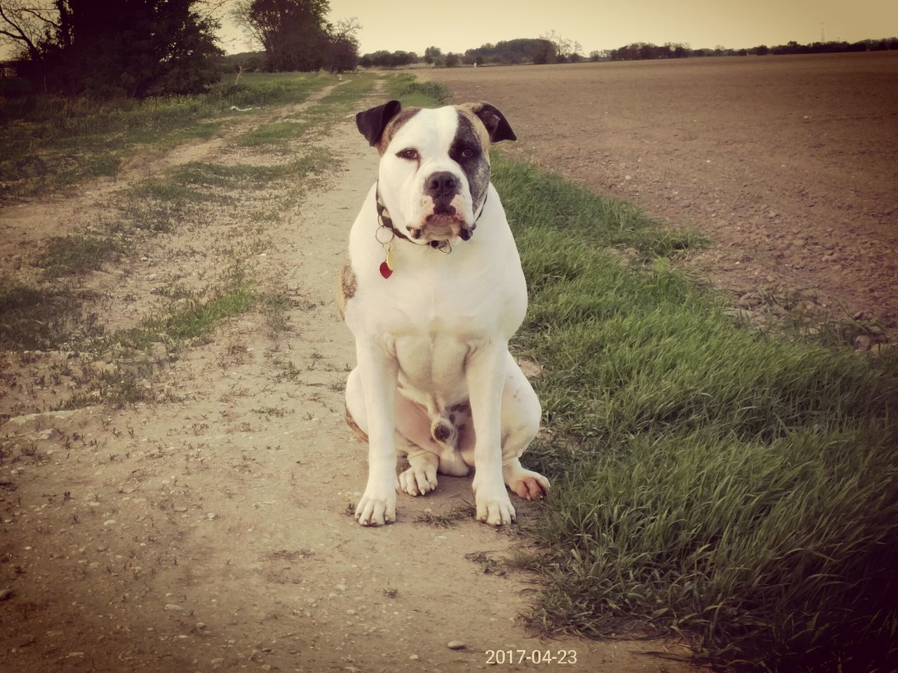 PORTRAIT OF DOG