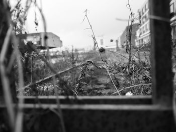 Close-up of plants against buildings