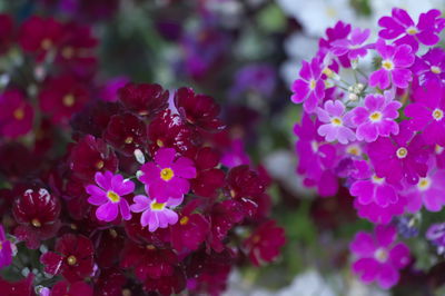 Close-up of pink flowering plant in park