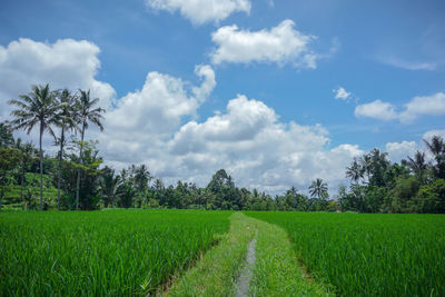 Scenic view of agricultural field against sky