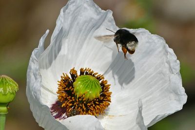 Close-up of bee on white flower