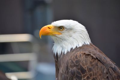 Close-up of eagle against blurred background