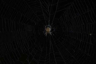 Full frame shot of spider web