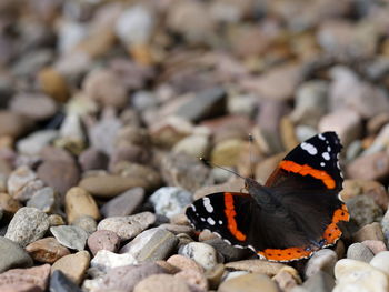 Close-up of butterfly on pebbles