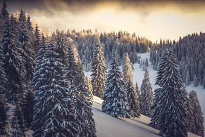 Trees on snow covered landscape against sky