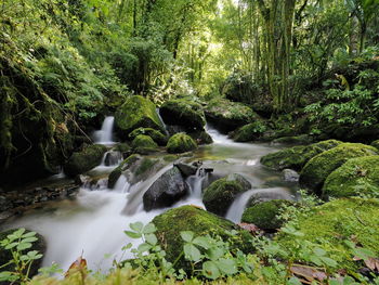 Scenic view of waterfall in forest