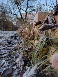 Close-up of tree branches during winter