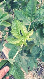 High angle view of plant