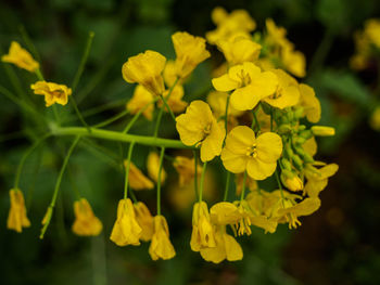 Close-up of yellow flowering plant on field