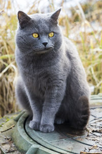 Close-up portrait of a cat