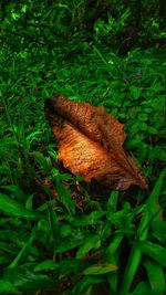 Close-up of mushroom growing on field
