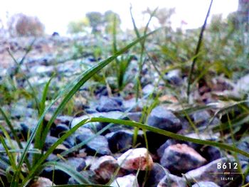 Close-up of plant growing on field