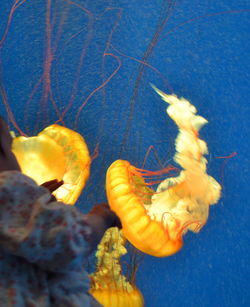 Close-up of jellyfish swimming in sea