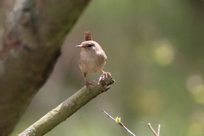 Close-up of bird perching on branch