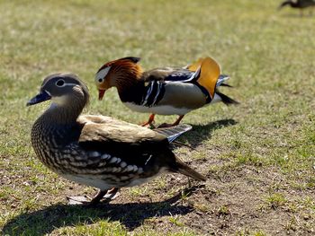 Madarin duck on field