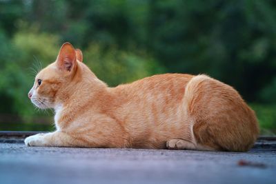 Side view of cat looking away