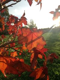 Close-up of autumnal leaves on field against sky