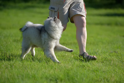 Low section of man with dog on field