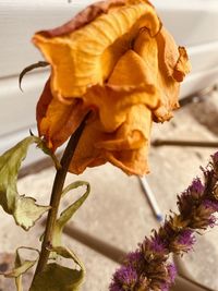 Close-up of wilted rose