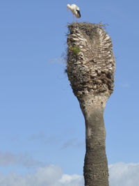 Low angle view of bird on tree against sky