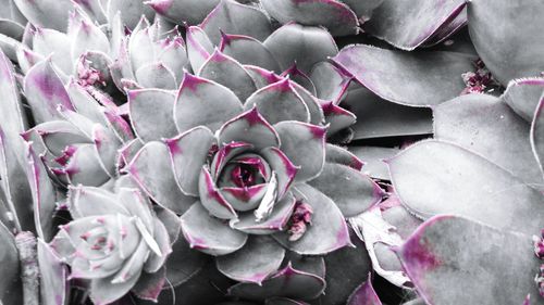 Close-up of cactus flowers