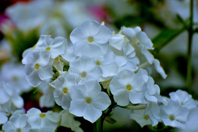 Close-up of white flowering plant