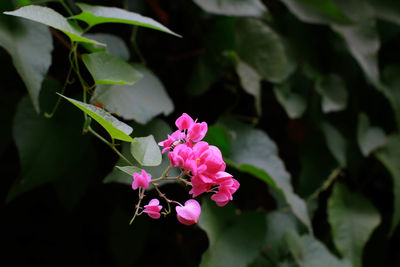 Close-up of pink flowering plant