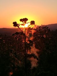 Silhouette plants on field against sky during sunset