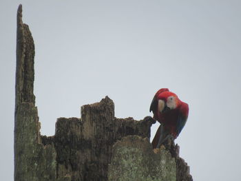 Low angle view of bird perching on wood against clear sky