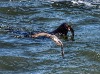 Fish swimming in sea