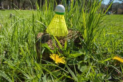 Close-up of yellow flowering plants on field