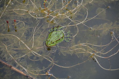 High angle view of green frog in lake