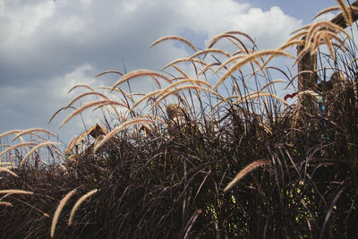 Close-up of grass on field against sky