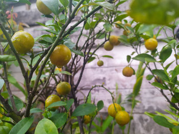 Fruits growing on tree