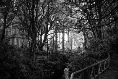 Trees in forest