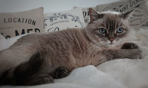 Close-up portrait of a cat