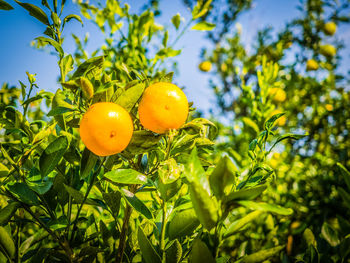 Low angle view of fruits on tree against sky