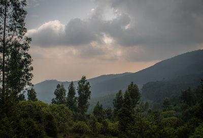 Scenic view of forest against sky during sunset